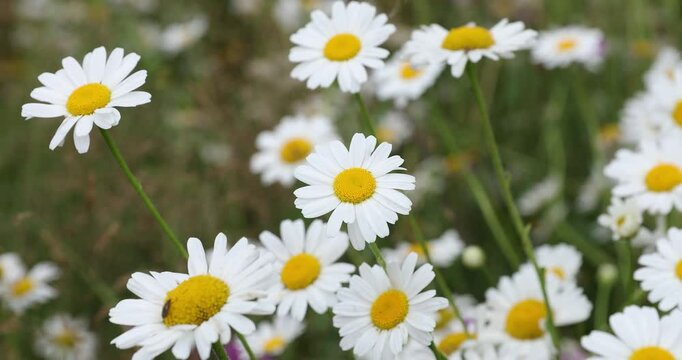 4k movie of closeup view of a field with white dalmatian pyrethrum flowers in spring season.