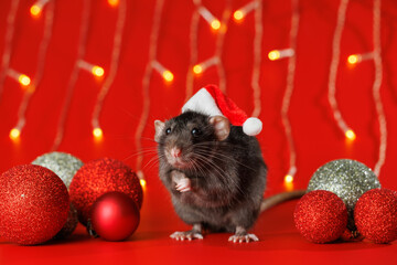 Colored rat on a red background. Mouse among Christmas balls. Pet in a Santa hat. Bokeh from blinking yellow lights of a festive garland. New Year concept