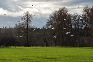 white swans in a green meadow with tractor tracks in a sunny cloudy autumn day at the edge of the forest