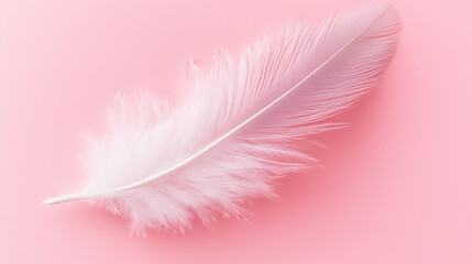 Obraz premium white feather isolated on pink background. 