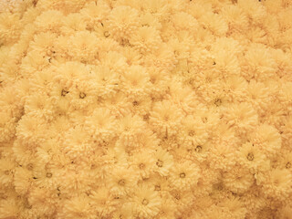 Fall Orange Yellow Mums Chrysanthemums Flower Full Frame Abstract Floral Background