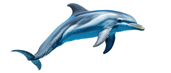 Dolphin swimming gracefully in clear water. transparent background