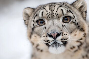 Fototapeta premium a close up of a snow leopard's face in the snow, with a blurred background