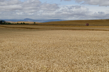 A lone red tractor drives across a vast golden wheat field under a partly cloudy sky. The horizon is marked by rolling hills in the distance.