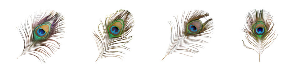 Fototapeta premium Elegant Peacock Feathers with Vibrant Eye Patterns for Decoration and Design