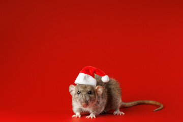 Colored rat on red background. Pet in Santa hat. New Year concept