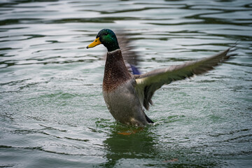 Obraz premium duck in the water