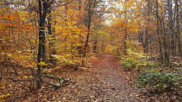 Golden-brown colored autumn forest seen in soft daylight, captured by a drone flying forward. Drone push in.