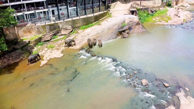 Elephants of Pinnawala elephant orphanage bathing in river, Sri Lanka. Shower for elephants