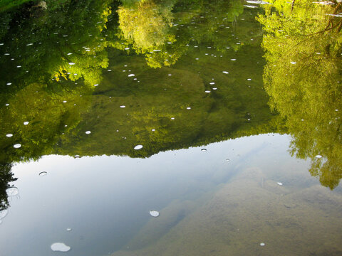 September water surface with tree reflections of Vidima River at the pool called Priboy, near the village of Debnevo, Troyan Minucipality, Northern Bulgaria