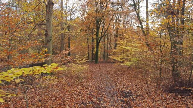 Beautiful autumn forest with brown and yellow leaves captured in still daylight. Drone push in at eye level.