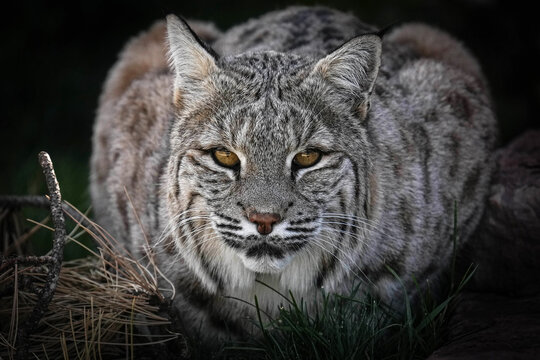 Bobcat