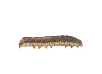 Fall armyworm caterpillar isolated on white background, Spodoptera frugiperda