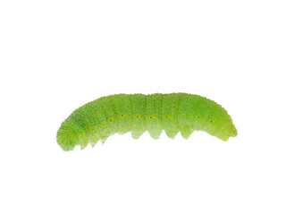 Small white caterpillar isolated on white background, Pieris rapae