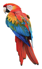 Obraz premium PNG Colorful macaw perched elegantly in natural light