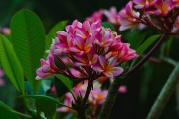 A close-up of a vibrant cluster of pink and yellow frangipani flowers with lush green leaves in the background, showcasing their natural beauty in a serene setting