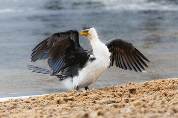 Pied cormorant spreads its wings on a sandy beach by the water's edge