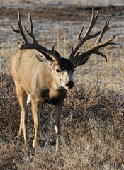 Massive Mule Deer Buck