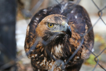 Golden eagle behind bars at the zoo