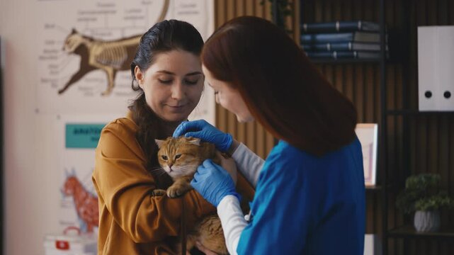 Portrait of veterinarian and a woman with cute Golden Chinchilla cat at clinic
