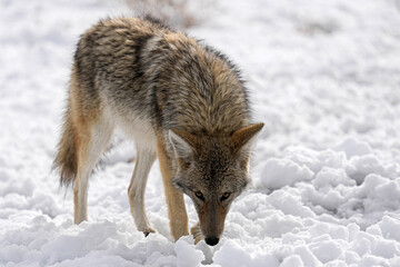 Fototapeta premium Coyote - Colorado