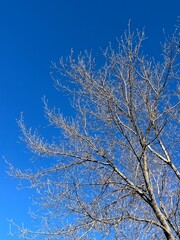Bare tree in fall