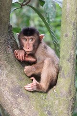 Baby monkey on a tree.