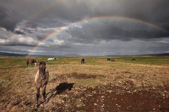 Iceland horse with a double rainbow in the background