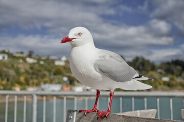 Seagull standing on a chair by the coast.
