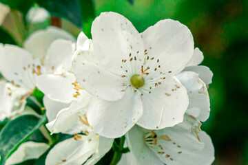 Jasmine is blooming. fragrant smell, good for aroma oil, rosebud. Green background. Postcard with a beautiful bud. Private landscape of green plants, ecology, fresh wallpaper concept.