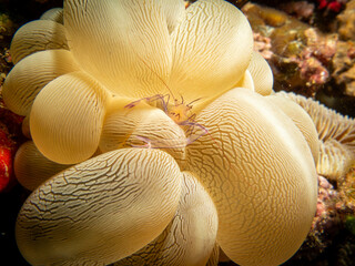 A macro photo of a Bubble coral shrimp, Vir Philippinensis on bubble coral in Puerto Galera,...