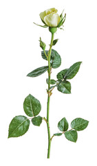 PNG Fresh green rose bud with leaves in natural light