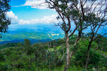 Stunning mountain view lush green forest nature photography scenic landscape high altitude peaceful atmosphere