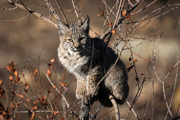 Bobcat - Kitten © Bernie Duhamel