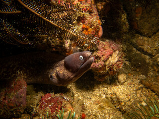 A Yellowmargin Moray Eel or Gymnothorax flavimarginatus in a beautiful coral reef in Puerto Galera, Philippines