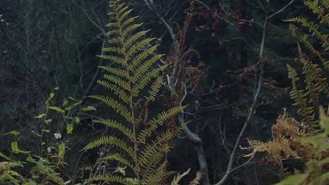 Closeup on ferns in dark forest of autumn evening. Plants of the forest floor and leaves of the trees weathering with the changes of season. High quality 4k footage