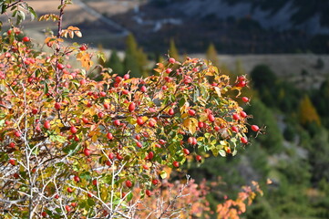Lac noir du Chenaillet (Cervières)