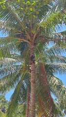 Obraz premium Palm trees