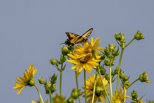 Rosinweed (Silphium integrifolium) Common names whole-leaf rosinweed and The Eastern Yellow Swallowtail.  Butterfly native to eastern North America, state insect of Virginia
