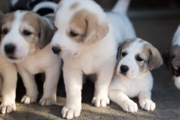 Adorable Kangal Puppies: Future Guardians with Heartwarming Charm