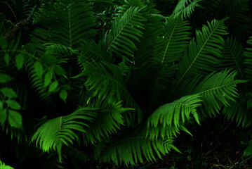 Close-up of fern leaves in a dark forest.