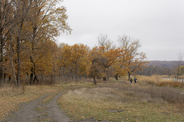 Obraz premium autumn in the woods