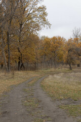 autumn in the forest