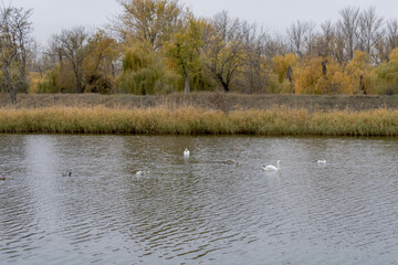 swans on the river