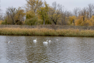 swans on the river