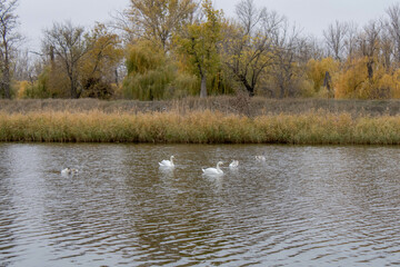 river in autumn