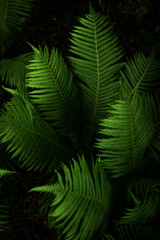 Close-up of fern leaves in a dark forest.