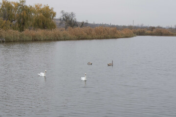 swans
