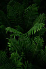 Close-up of fern leaves in a dark forest.