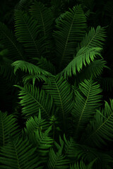 Close-up of fern leaves in a dark forest.
